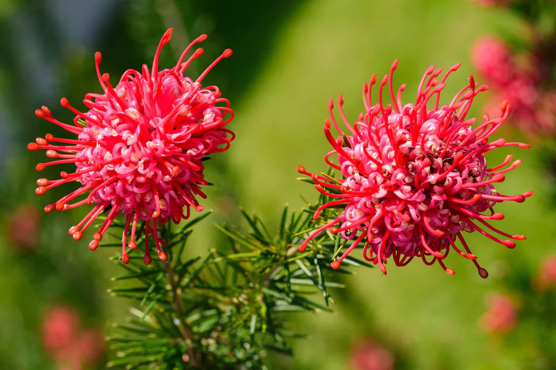 Rot Grevillea Robusta Blumensamen zur Aussaat Schnitt Blume beliebt Traditionssorte & ohne Gentechnik Samen Hausgarten