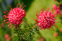 Rot Grevillea Robusta Blumensamen zur Aussaat Schnitt Blume beliebt Traditionssorte & ohne Gentechnik Samen Hausgarten