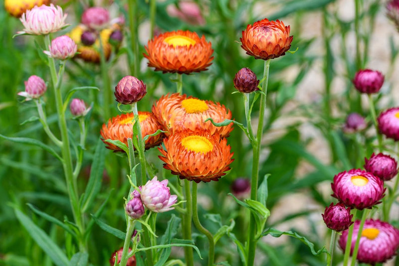 StrawFlower Samen zur Aussaat Garten beliebt Traditionssorte & ohne Gentechnik Samen Hausgarten