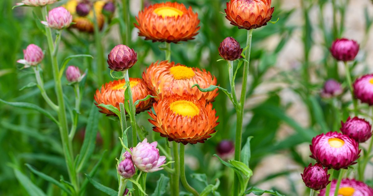 Gelb Strawflower Blume Samen zur Aussaat