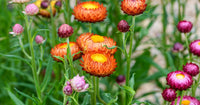 Gelb Strawflower Blume Samen zur Aussaat