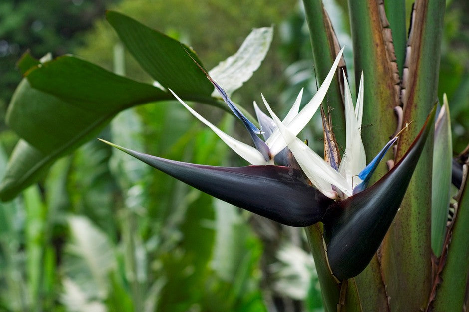 Cream (cream strelitzia) samen for anpflanzung in home garten