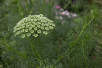 Ammi (ammi visnage) samen for anpflanzung in home garten