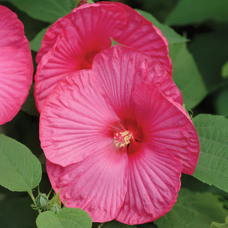 Mischung Hibiskus Luna Blumensamen zur Aussaat Schnitt Blume beliebt Traditionssorte & ohne Gentechnik Samen Hausgarten