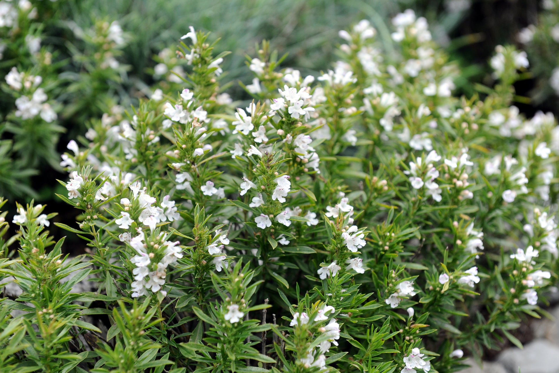 Satureja Montana Blumensamen zur Aussaat – Halbschatten verträglich – Traditionssorte & ohne Gentechnik Samen Hausgarten