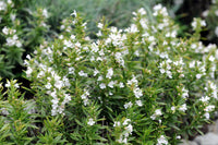 Satureja Montana Blumensamen zur Aussaat – Halbschatten verträglich – Traditionssorte & ohne Gentechnik Samen Hausgarten
