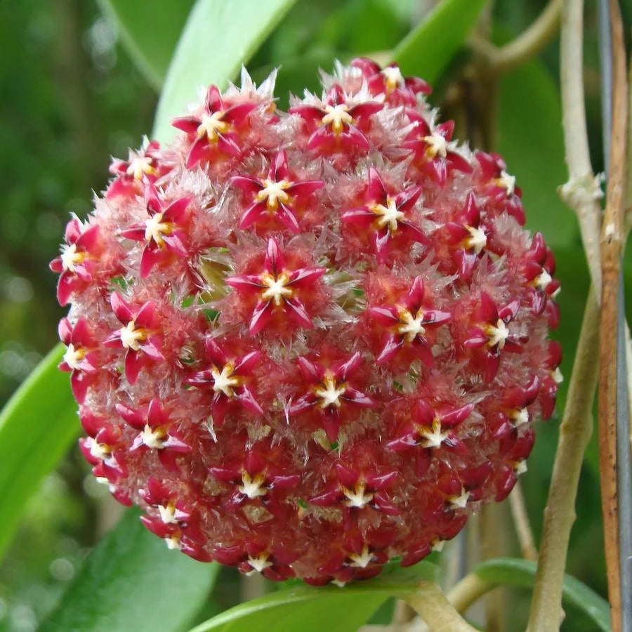 Rot Hoya Blumensamen zur Aussaat – leuchtend Star-Shaped Blüten
