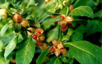 Ashwagandha Blumensamen zur Aussaat Wildblume Mischung Traditionssorte & ohne Gentechnik Samen Hausgarten