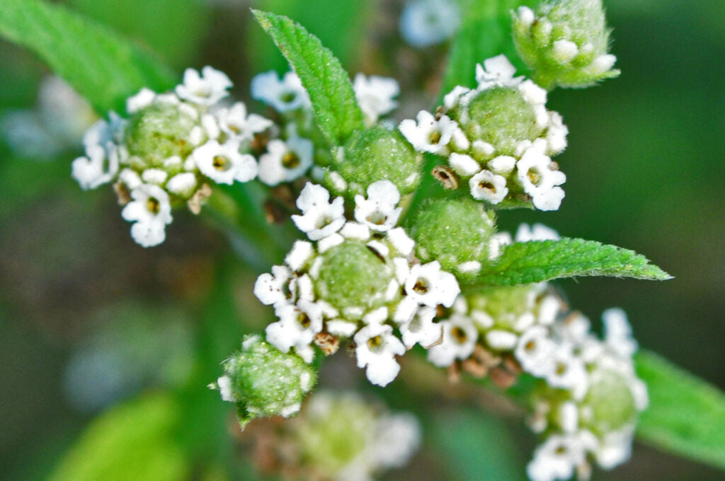 Grün Lippia Javanica Blumensamen zur Aussaat – leuchtend Blüten – Traditionssorte & ohne Gentechnik Samen Hausgarten