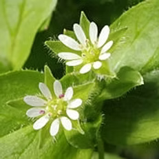 Chickweed Blumensamen zur Aussaat – leuchtend Blüten – Traditionssorte & ohne Gentechnik Samen Hausgarten