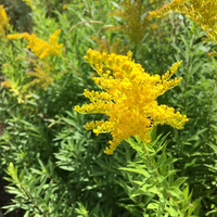 Goldenrod Blumensamen zur Aussaat – Wildblume Mischung – Traditionssorte & ohne Gentechnik Samen Hausgarten
