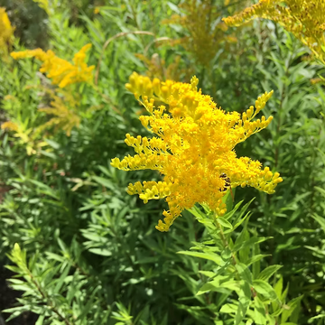 Goldenrod Blumensamen zur Aussaat – Wildblume Mischung – Traditionssorte & ohne Gentechnik Samen Hausgarten