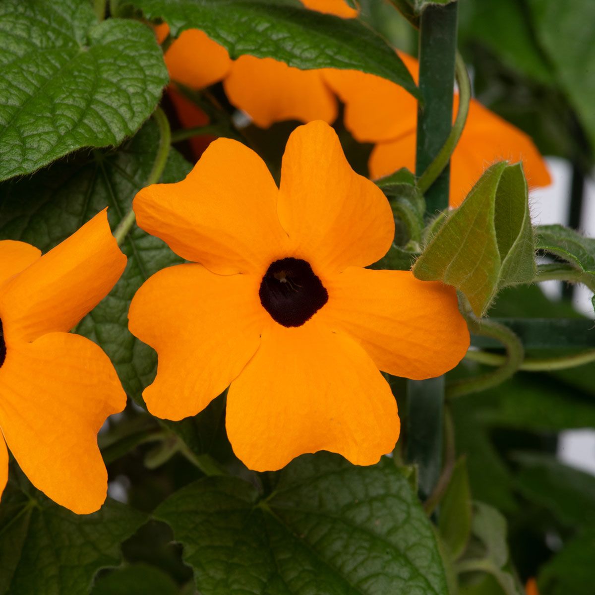 Orange Thunbergia Blumensamen zur Aussaat – robust Sorte – Traditionssorte & ohne Gentechnik Samen Hausgarten