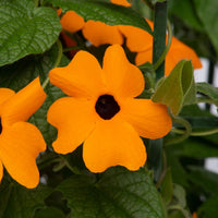 Orange Thunbergia Blumensamen zur Aussaat – robust Sorte – Traditionssorte & ohne Gentechnik Samen Hausgarten