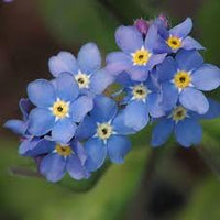 Myosotis blume samen for anpflanzung - colorful display, heirloom & gmo free samen for home garten
 
 sale for anpflanzung in home garten.