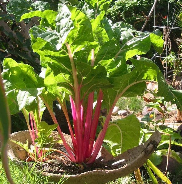 Rot Swiss Chard Samen zum Pflanzen - Nutrient-Rich Gemüse