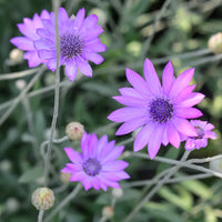 Xeranthemum Annuum Blumensamen Aussaat