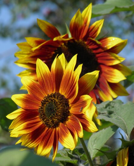 Orange Sonnenblume Samen zur Aussaat