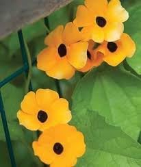 Thunbergia blume samen for anpflanzung drought tolerant heirloom & gmo free samen for home garten 
 
 sale for anpflanzung in home garten
