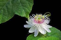 Passion blume samen for anpflanzung - seasonal bloomer, heirloom & gmo free samen for home garten
 
 sale samen for home garten