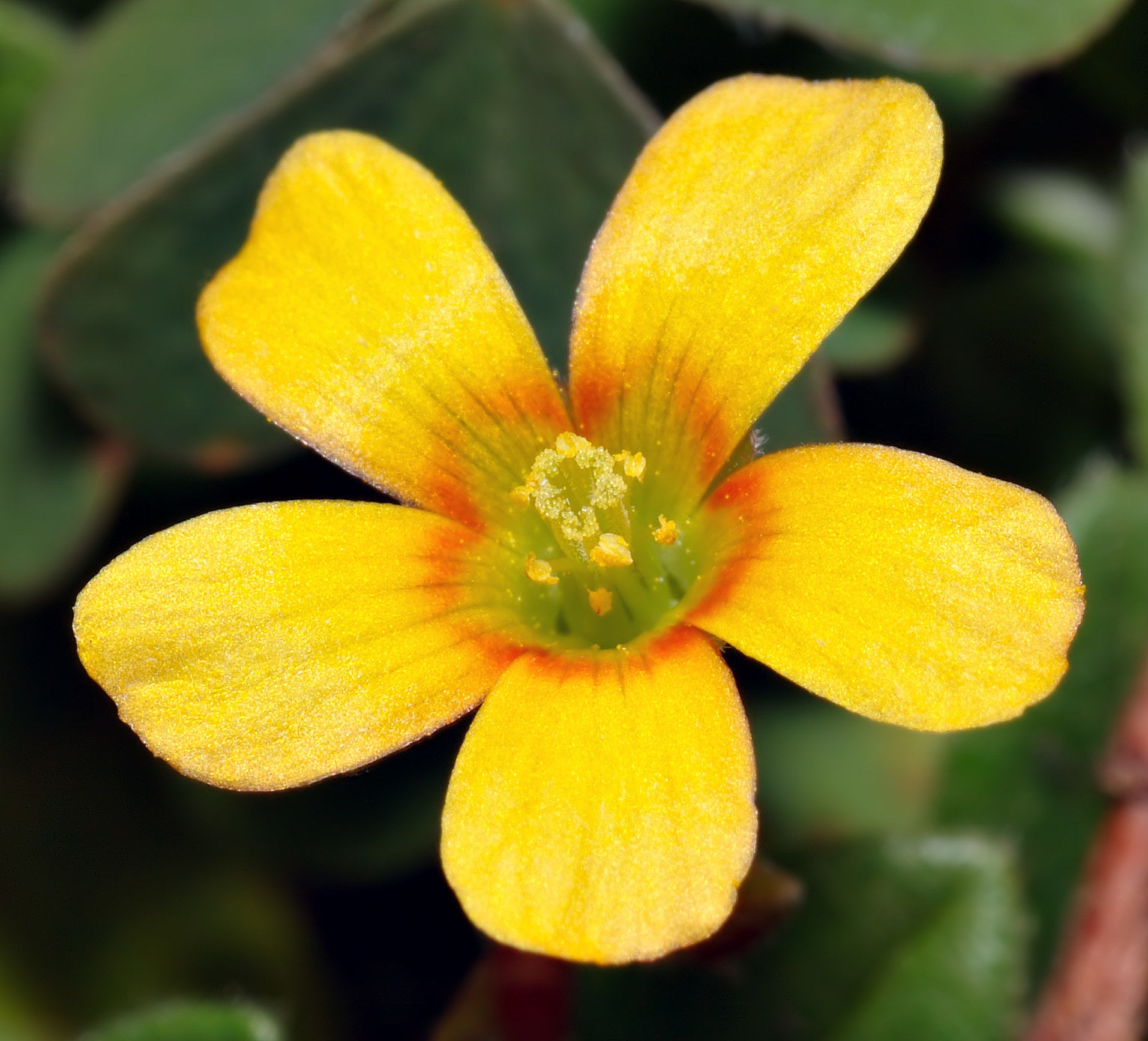 Sauerklee Blumensamen zur Aussaat lang Blüte Saison Traditionssorte & ohne Gentechnik Samen Hausgarten