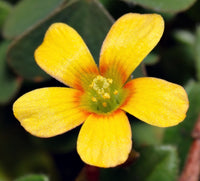 Sauerklee Blumensamen zur Aussaat lang Blüte Saison Traditionssorte & ohne Gentechnik Samen Hausgarten
