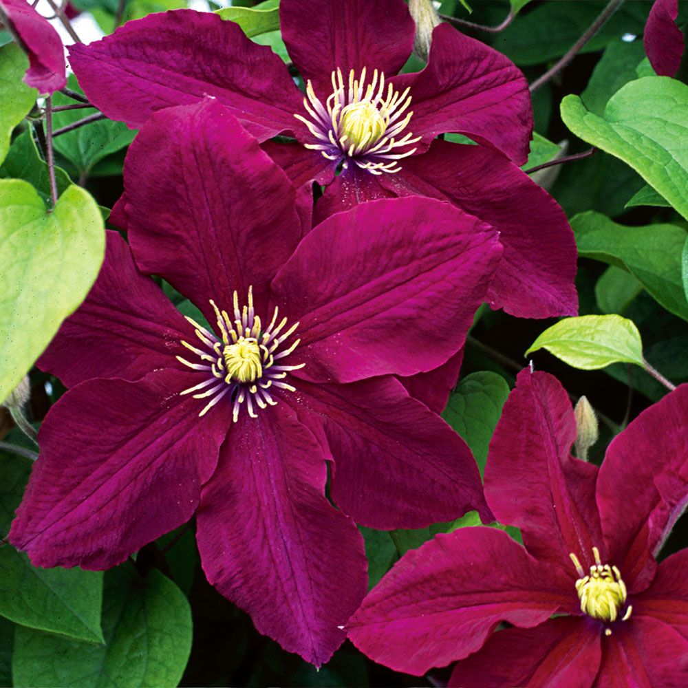 Rot Lila Waldrebe Blumensamen zur Aussaat – pflegeleicht – Traditionssorte & ohne Gentechnik Samen Hausgarten