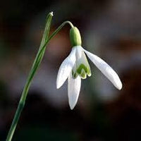 Galanthus blume samen for anpflanzung - compact growth, heirloom & gmo free samen for home garten
 
 sale for anpflanzung in home garten.