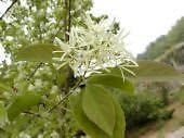 Weiß chionanthus blume samen for anpflanzung - low maintenance, heirloom & gmo free samen for home garten
 
 sale for anpflanzung in home garten