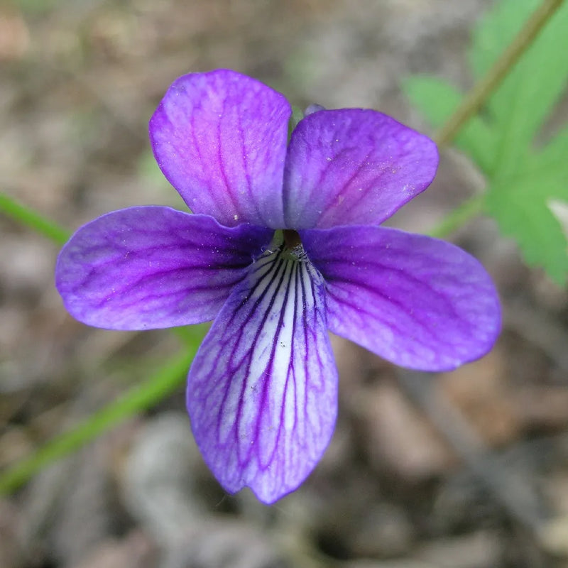 Blau Veilchen Mandshurica Blumensamen zur Aussaat – Anzucht – Traditionssorte & ohne Gentechnik Samen Hausgarten