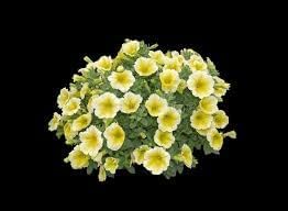 Sunrise cascading petunia samen blume samen for anpflanzung perfect for borders heirloom & gmo free samen for home garten 
 
 sale for anpflanzung in home garten