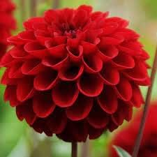 Deep rot dahlia blume samen for anpflanzung - shade tolerant, heirloom & gmo free samen for home garten
 
 sale for anpflanzung in home garten.