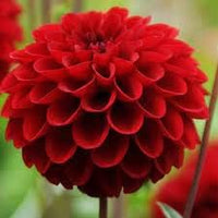 Deep rot dahlia blume samen for anpflanzung - shade tolerant, heirloom & gmo free samen for home garten
 
 sale for anpflanzung in home garten.