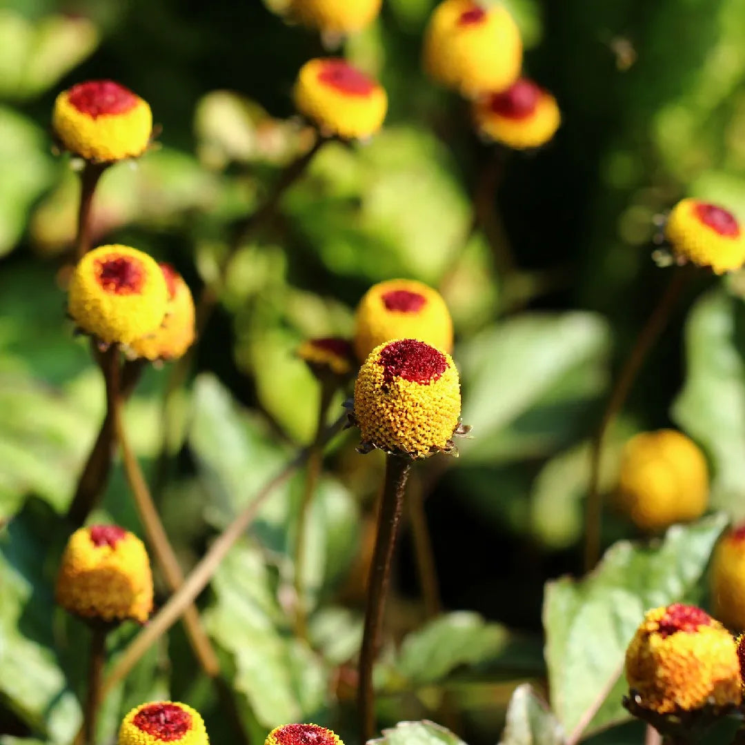 Acmella Blumensamen zur Aussaat – Schnitt Blume beliebt – Traditionssorte & ohne Gentechnik Samen Hausgarten