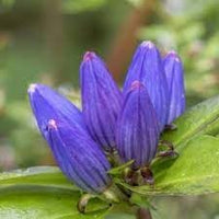 Gentiana blume samen for anpflanzung easy to grow heirloom & gmo free samen for home garten 
 
 sale for anpflanzung in home garten