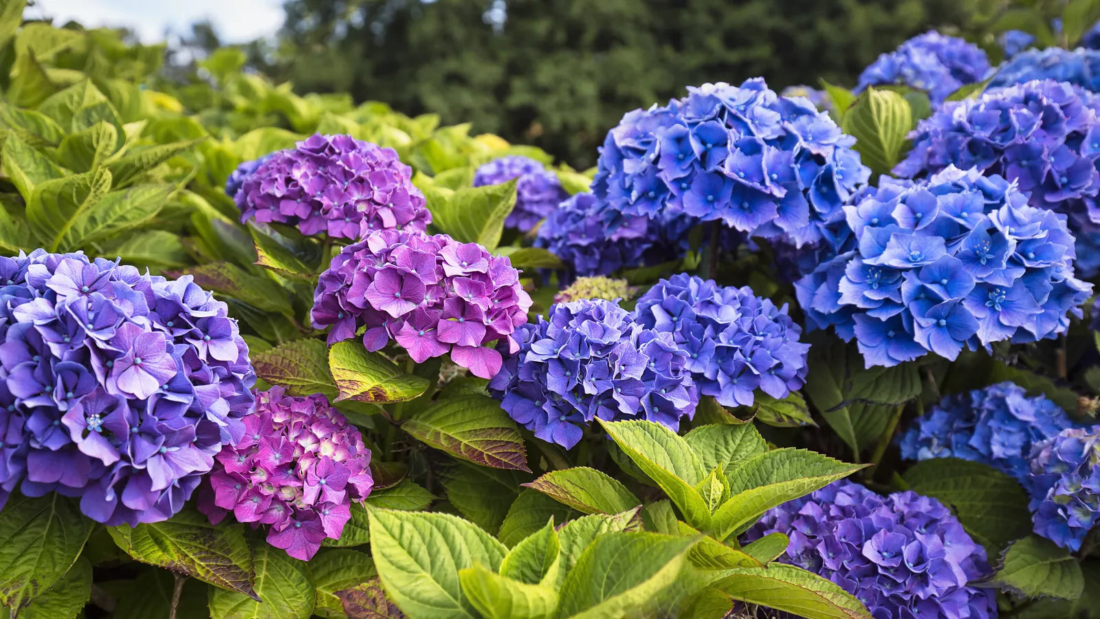 Gemischt Hortensie Blumensamen zur Aussaat – robust Sorte – Traditionssorte & ohne Gentechnik Samen Hausgarten