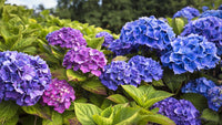 Gemischt Hortensie Blumensamen zur Aussaat – robust Sorte – Traditionssorte & ohne Gentechnik Samen Hausgarten