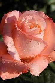 Peach rose blume samen for anpflanzung drought tolerant heirloom & gmo free samen for home garten 
 
 sale for anpflanzung in home garten