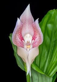 Orchid blume samen for anpflanzung fragrant blossoms heirloom & gmo free samen for home garten 
 
 sale for anpflanzung in home garten