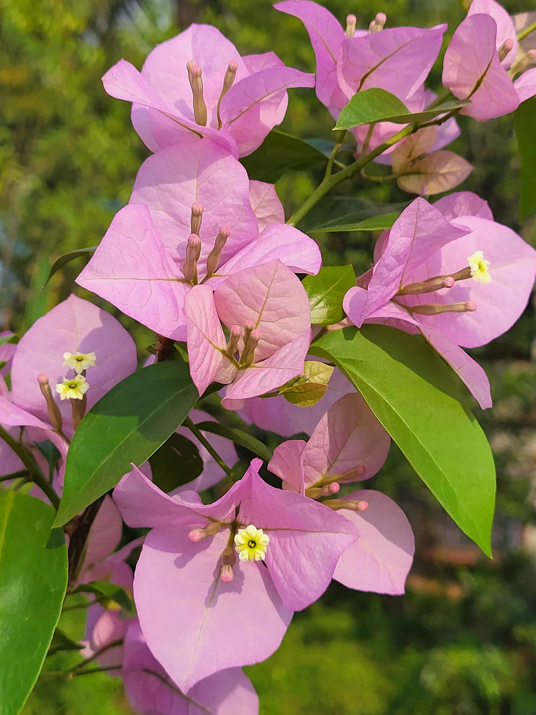 Drillingsblume Blumensamen – Rosa & Weiß für eine farbenfrohe Aussaat