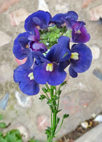 Lila Nemesia Strumosa Blumensamen zur Aussaat hochwertige Qualitäts- Traditionssorte & ohne Gentechnik Samen Hausgarten