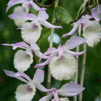 Dendrobium Aphyllum Blumensamen zur Aussaat lang Blüte Saison Traditionssorte & ohne Gentechnik Samen Hausgarten