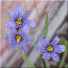 Sisyrinchium montanum blume samen for anpflanzung