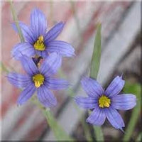 Sisyrinchium montanum blume samen for anpflanzung