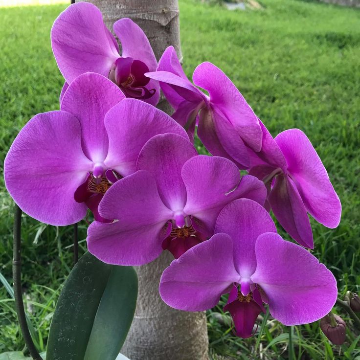 Lila phalaenopsis blume samen for anpflanzung pollinator friendly heirloom & gmo free samen for home garten 
 
 sale samen for home garten anpflanzung