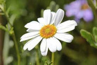 Brachyscome blume samen for anpflanzung bright blooms heirloom & gmo free samen for home garten 
 
 sale for anpflanzung in home garten