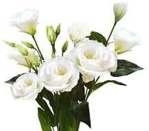 Eustomia blume samen for anpflanzung - perfect for borders, heirloom & gmo free samen for home garten
 
 sale samen for home garten