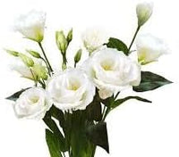 Eustomia blume samen for anpflanzung - perfect for borders, heirloom & gmo free samen for home garten
 
 sale samen for home garten