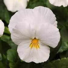 Pansy blume blume samen for anpflanzung - wildflower mix, heirloom & gmo free samen for home garten
 
 sale for anpflanzung in home garten