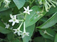 Cestrum blume samen for anpflanzung - garten favorite, heirloom & gmo free samen for home garten
 
 sale for anpflanzung in home garten.